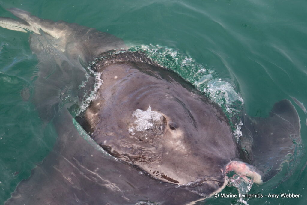 Shark cage diving, Gansbaai, South Africa