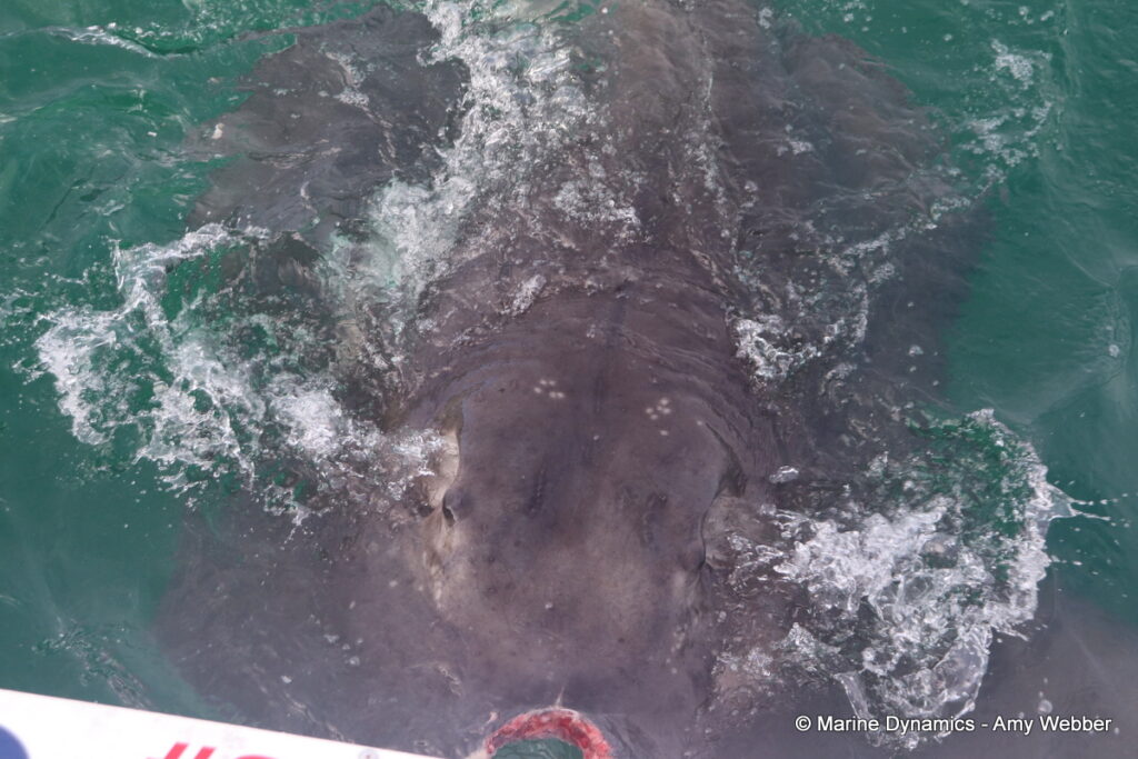 Shark cage diving, Gansbaai, South Africa