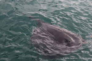 Shark cage diving, South Africa, Gansbaai