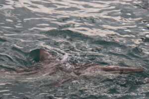 Shark cage diving, South Africa, Gansbaai