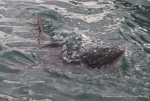 Shark cage diving, South Africa, Gansbaai