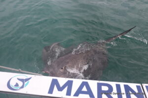 Shark cage diving, South Africa, Gansbaai