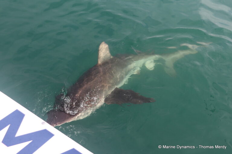 Shark cage diving, South Africa, Gansbaai