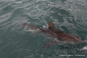 Shark cage diving, South Africa, Gansbaai