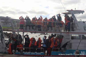 Shark cage diving, South Africa, Gansbaai