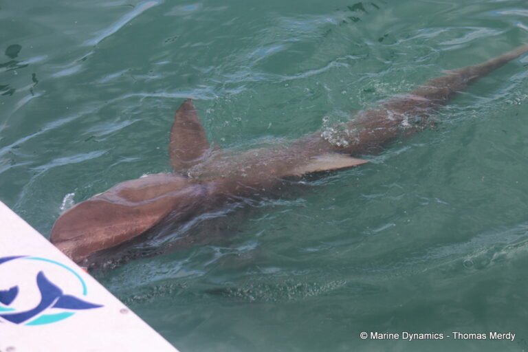Shark cage diving, South Africa, Gansbaai