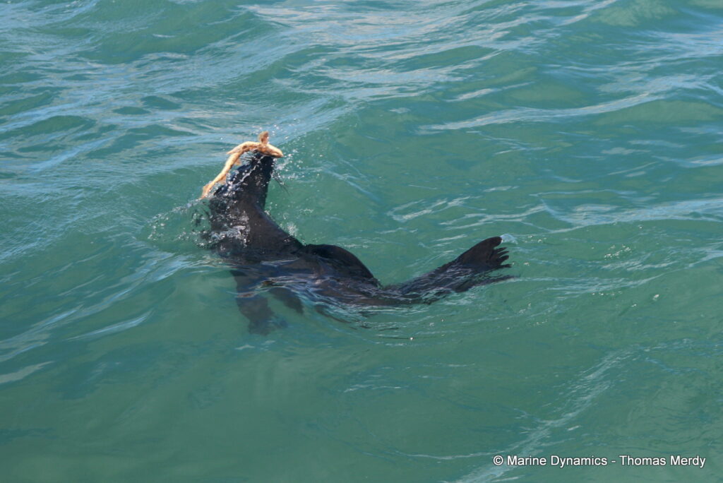 Shark cage diving, South Africa, Gansbaai