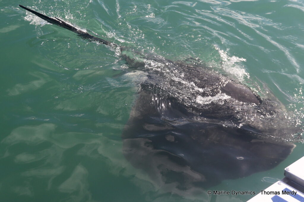 Shark cage diving, South Africa, Gansbaai