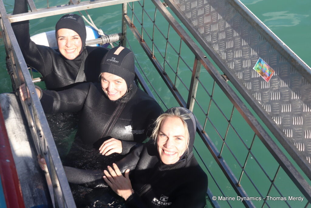 Shark cage diving, South Africa, Gansbaai
