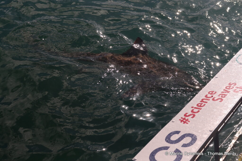 Shark cage diving, South Africa, Gansbaai