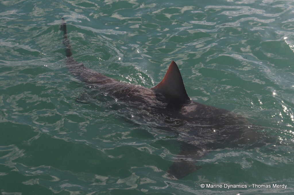 Shark cage diving, South Africa, Gansbaai