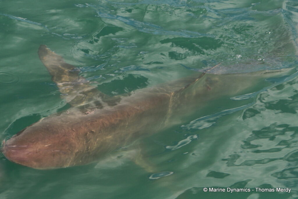 Shark cage diving, South Africa, Gansbaai