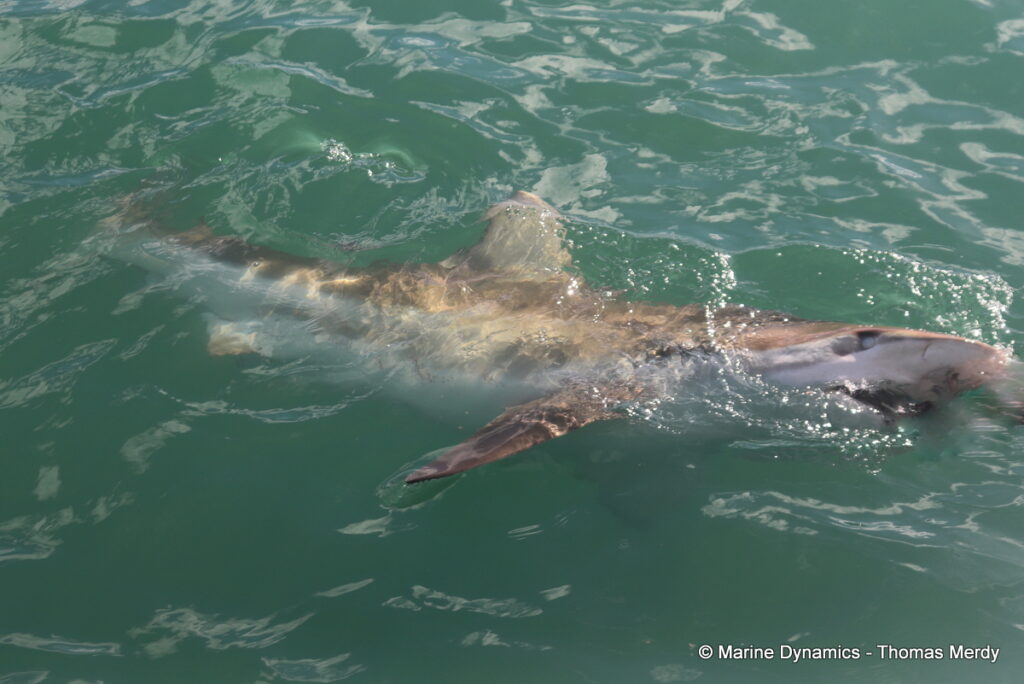 Shark cage diving, South Africa, Gansbaai