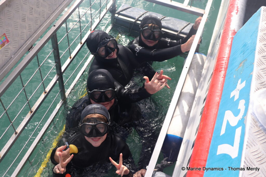 Shark cage diving, South Africa, Gansbaai