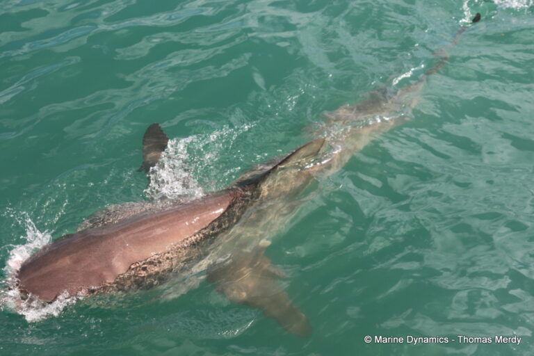 Shark cage diving, South Africa, Gansbaai