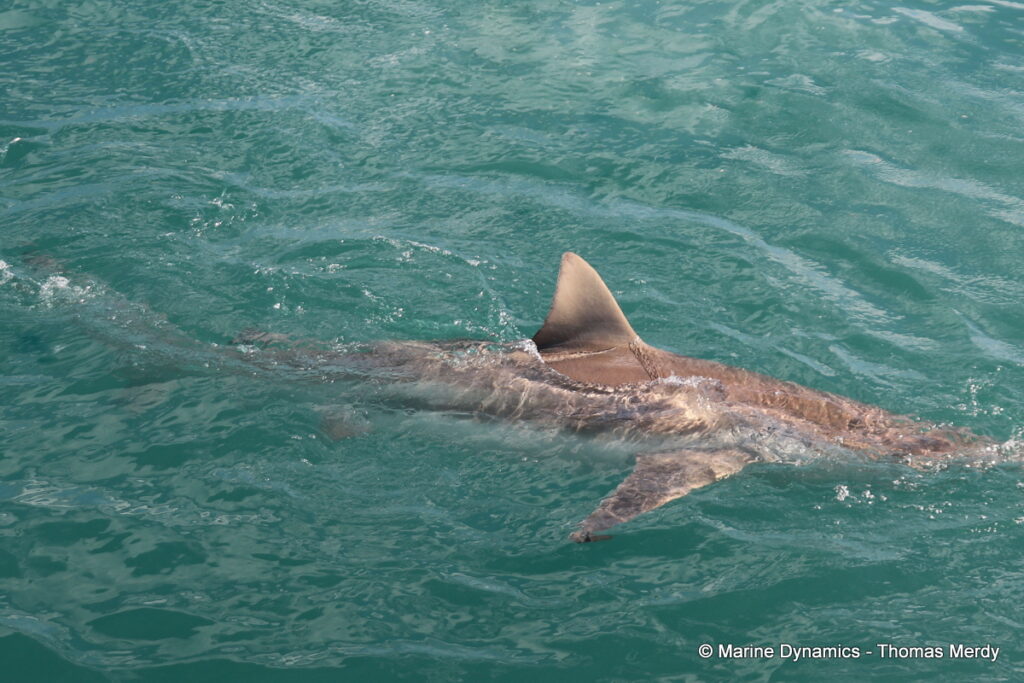 Shark cage diving, south africa, Ganbsaai