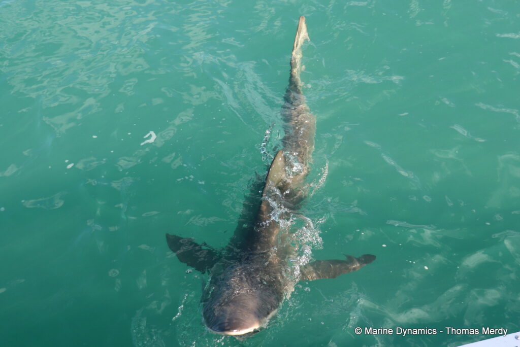 Shark cage diving, south africa, Ganbsaai