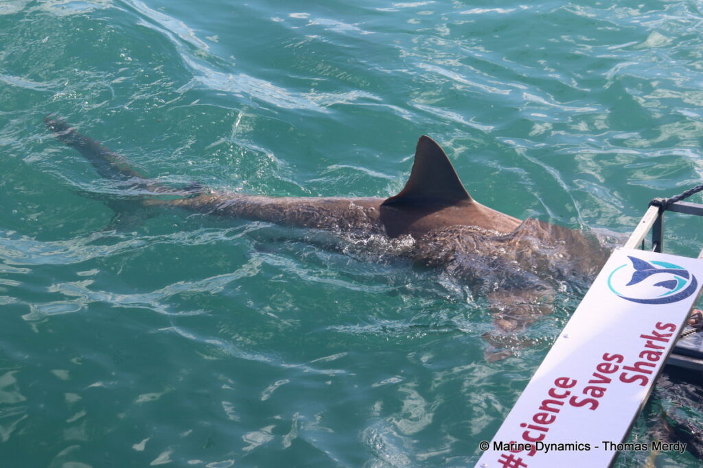 Shark cage diving, south africa, Ganbsaai
