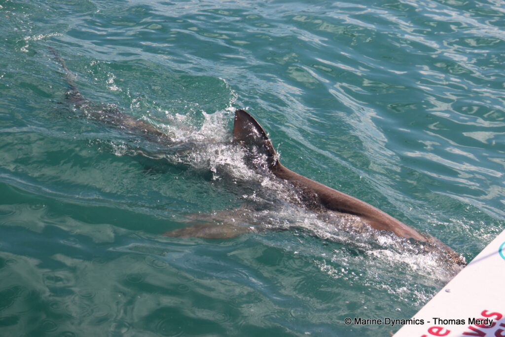Shark cage diving, south africa, Ganbsaai