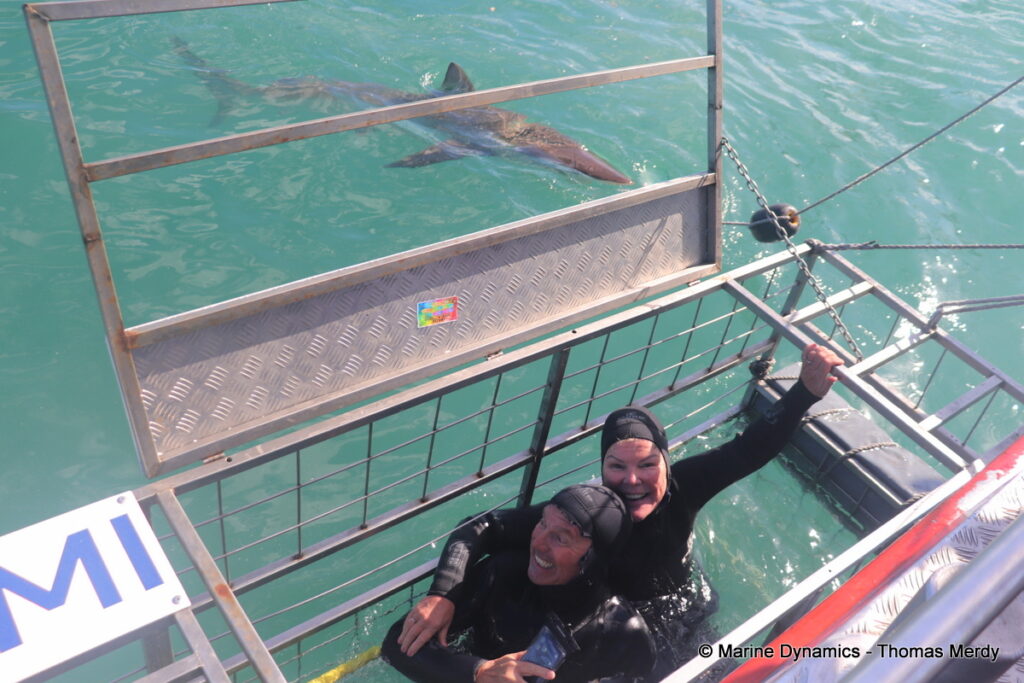Shark cage diving, south africa, Ganbsaai