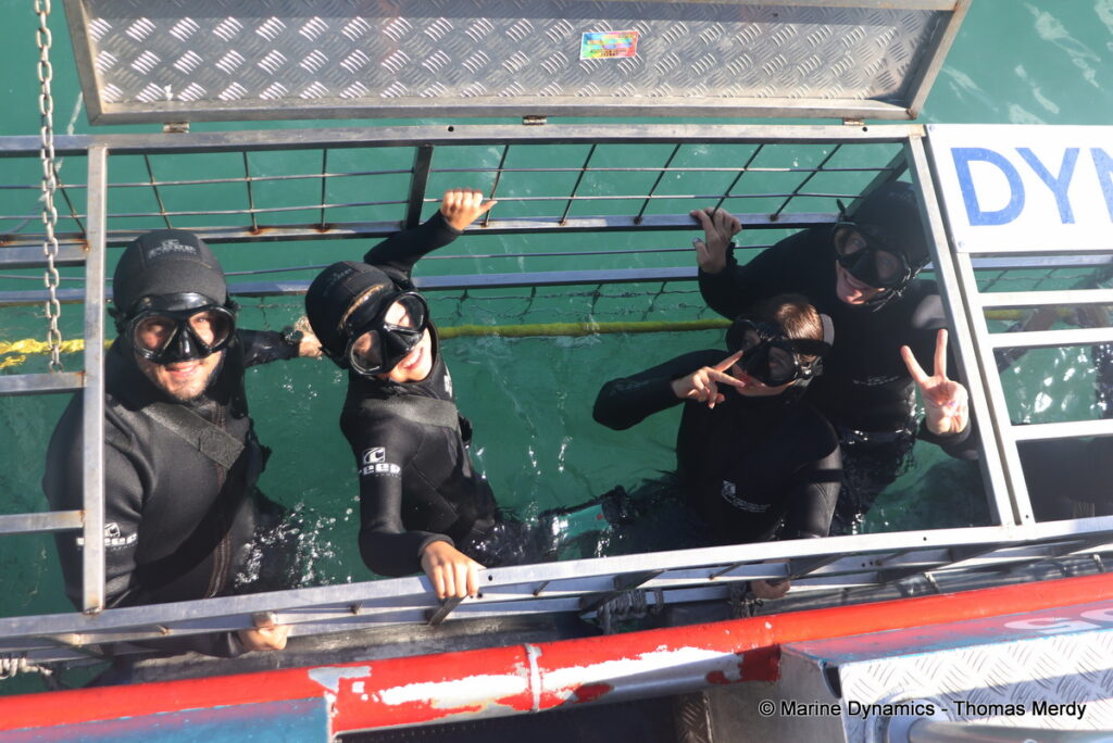 Shark cage diving, south africa, Ganbsaai