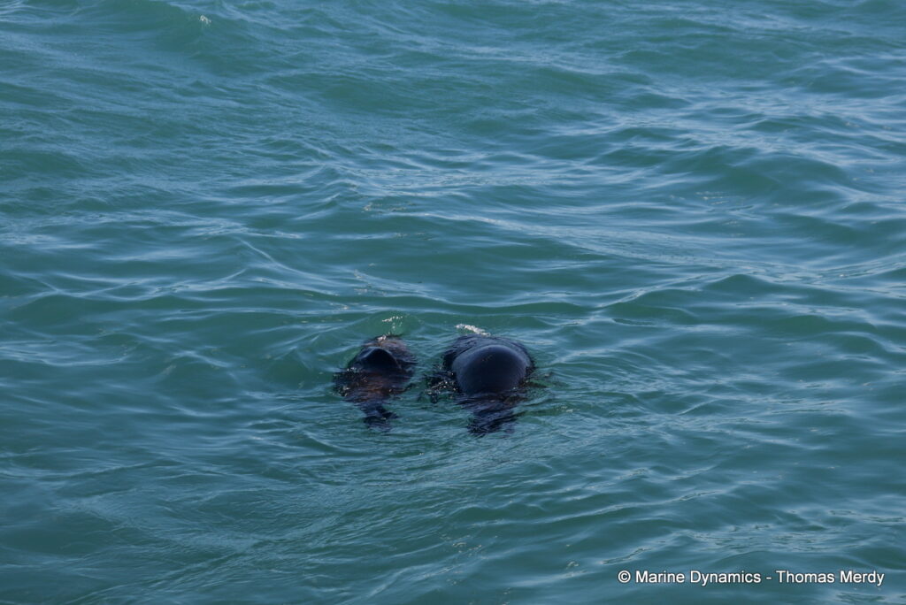 Shark cage diving, south africa, Ganbsaai