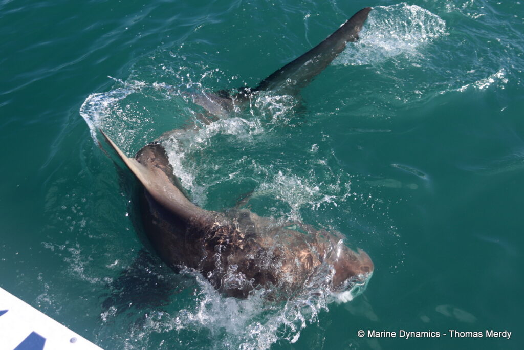 Shark cage diving, south africa, Gansbaai
