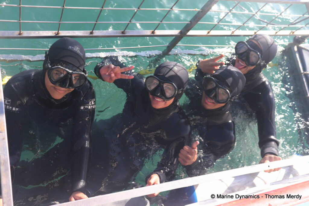 Shark cage diving, south africa, Gansbaai