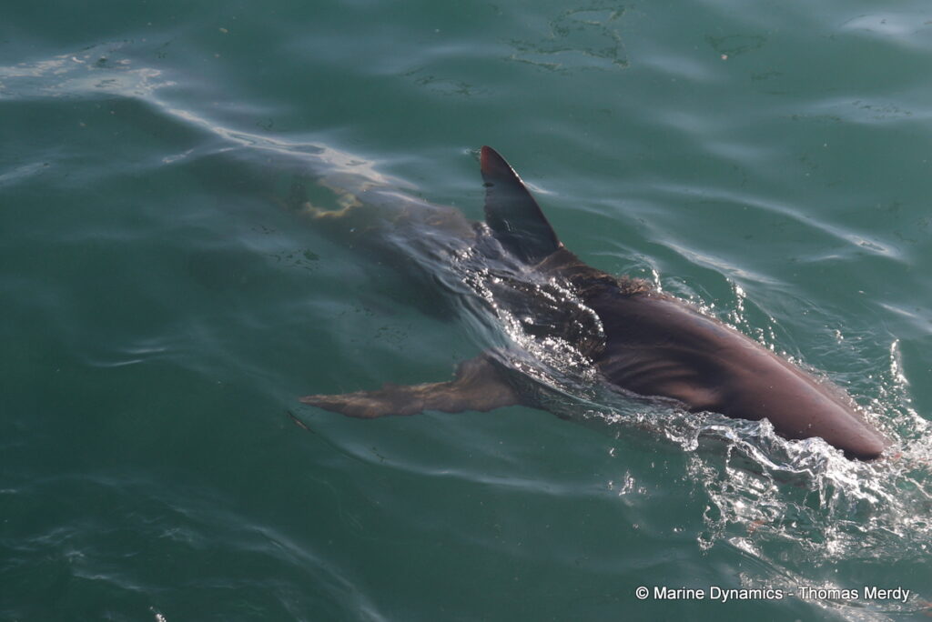 Shark cage diving, south africa, Gansbaai