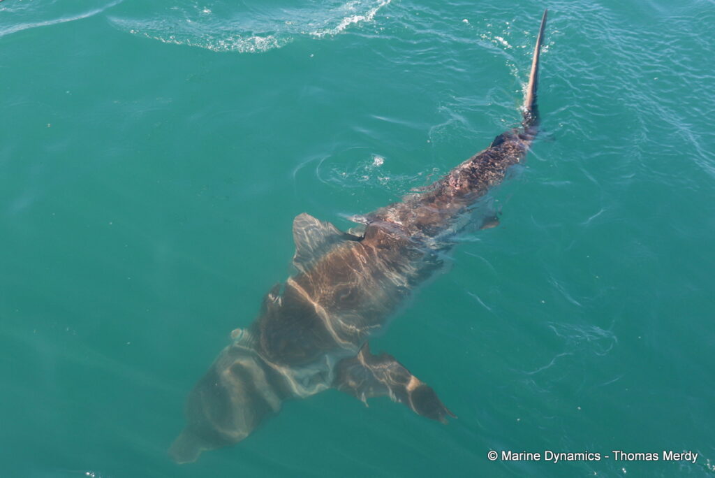 Shark cage diving, South Africa, Gansbaai
