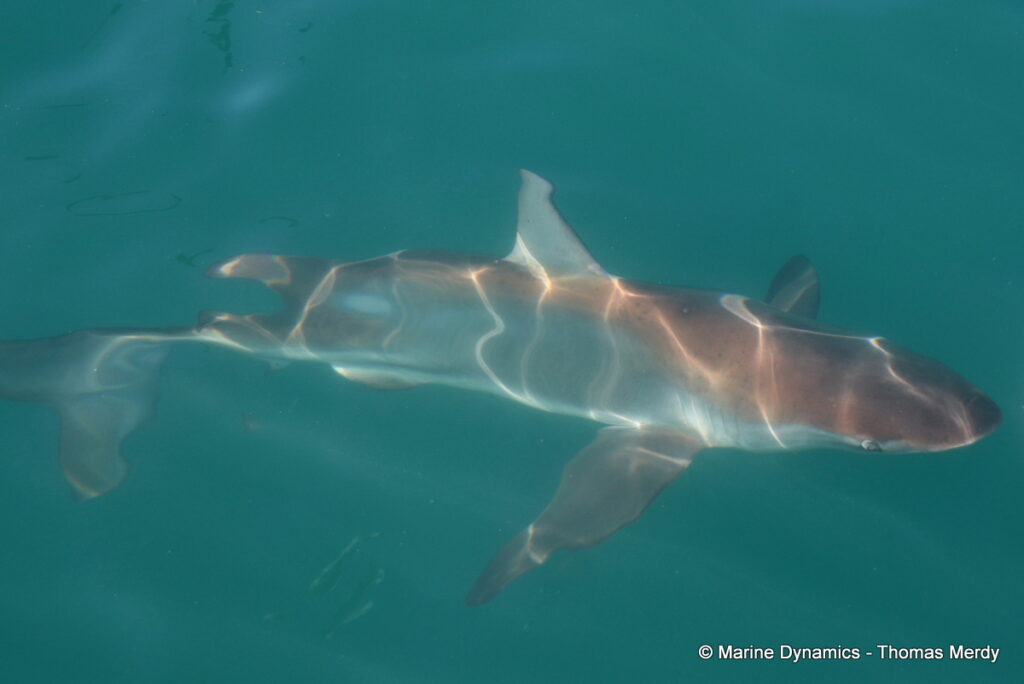 Shark cage diving, South Africa, Gansbaai