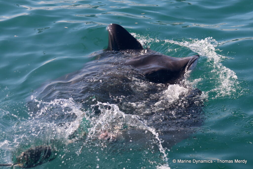 Shark cage diving, South Africa, Gansbaai