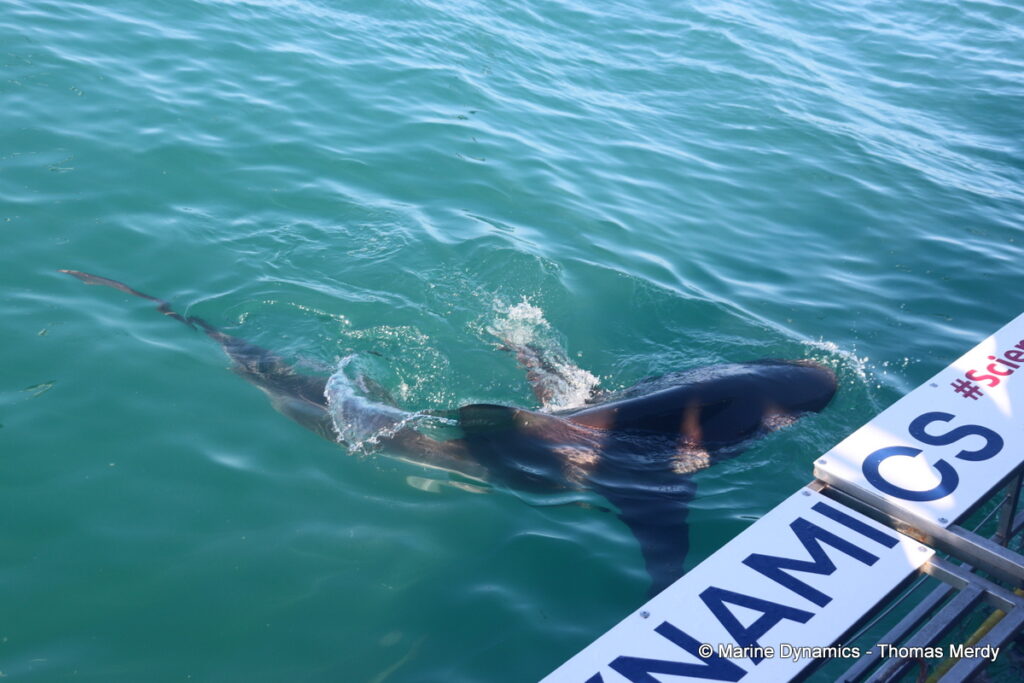 Shark cage diving, South Africa, Gansbaai