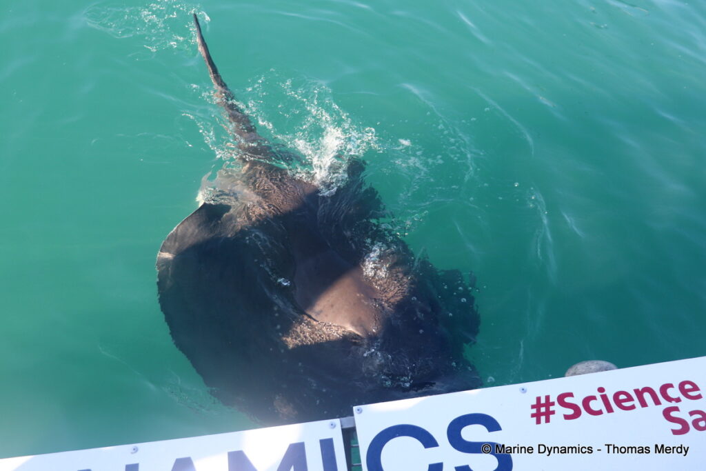 Shark cage diving, South Africa, Gansbaai