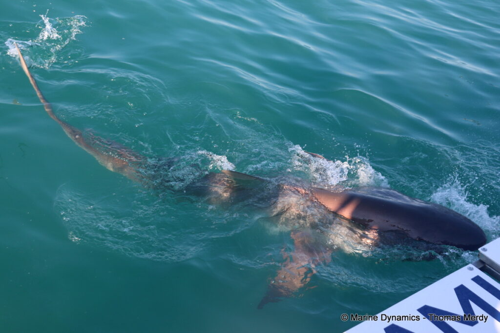 Shark cage diving, South Africa, Gansbaai