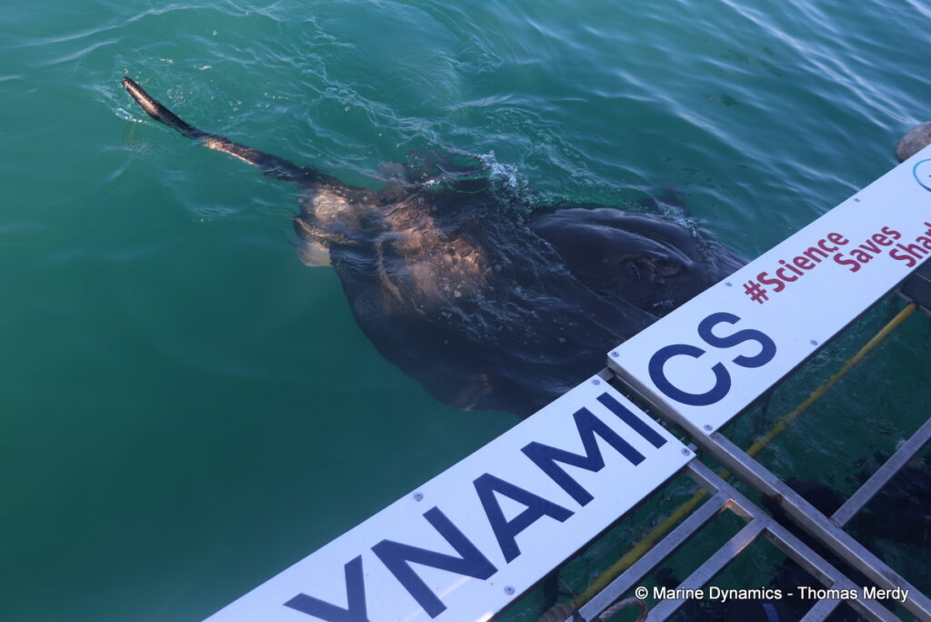 Shark cage diving, South Africa, Gansbaai