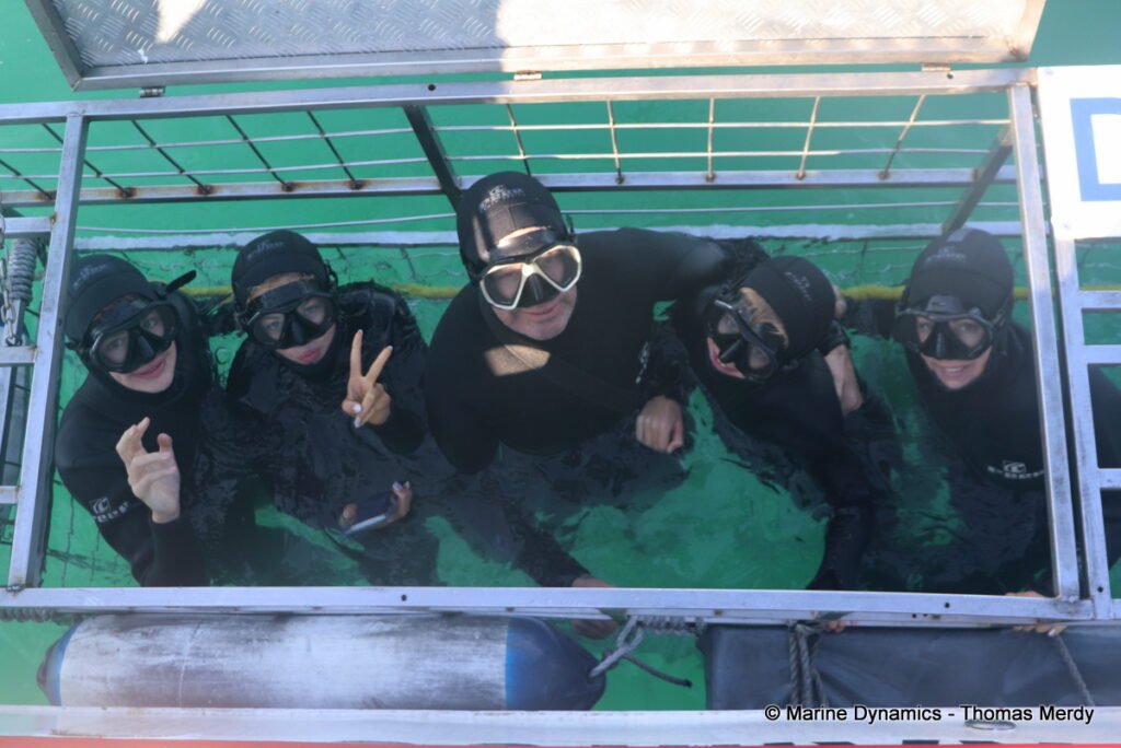 Shark cage diving, South Africa, Gansbaai
