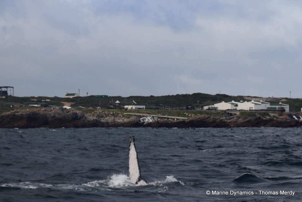 Shark cage diving, Gansbaai, South Africa