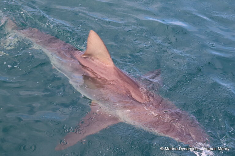 Shark cage diving, Gansbaai, South Africa