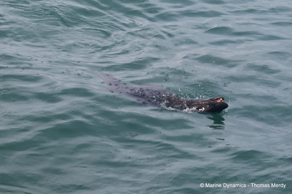 Shark cage diving, South Africa, Gansbaai