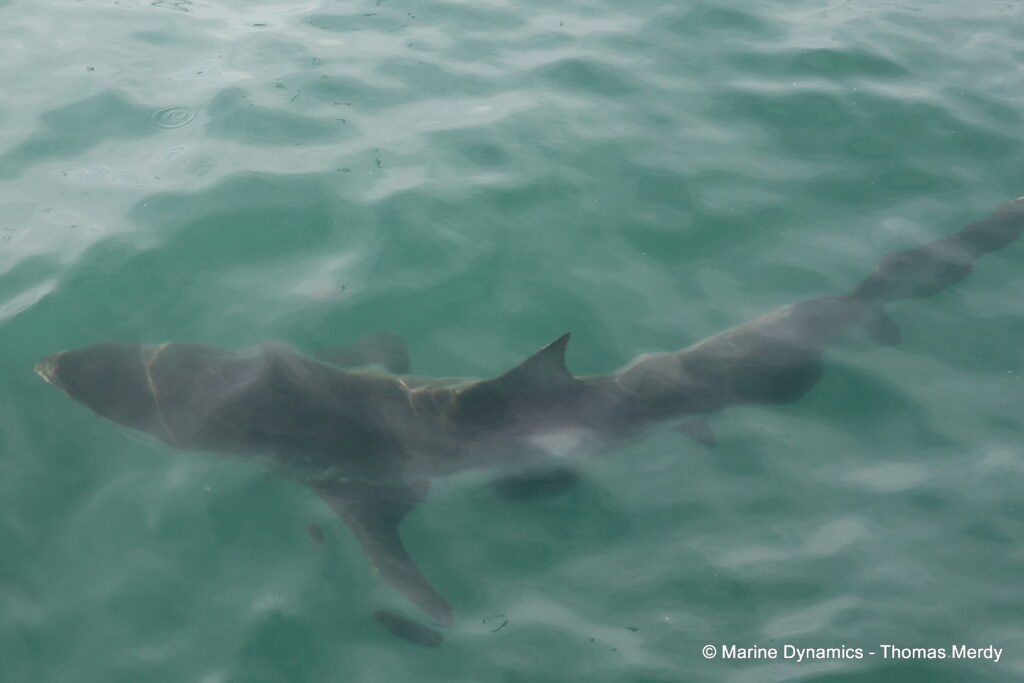 Shark cage diving, South Africa, Gansbaai