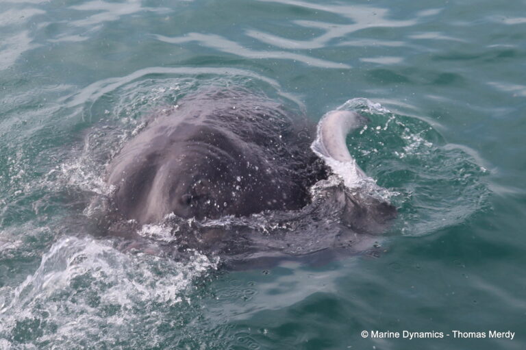 Shark cage diving, South Africa, Gansbaai