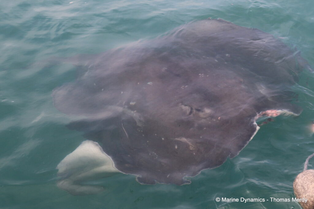 Shark cage diving, South Africa, Gansbaai