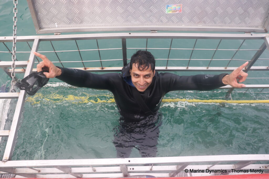 Shark cage diving, South Africa, Gansbaai