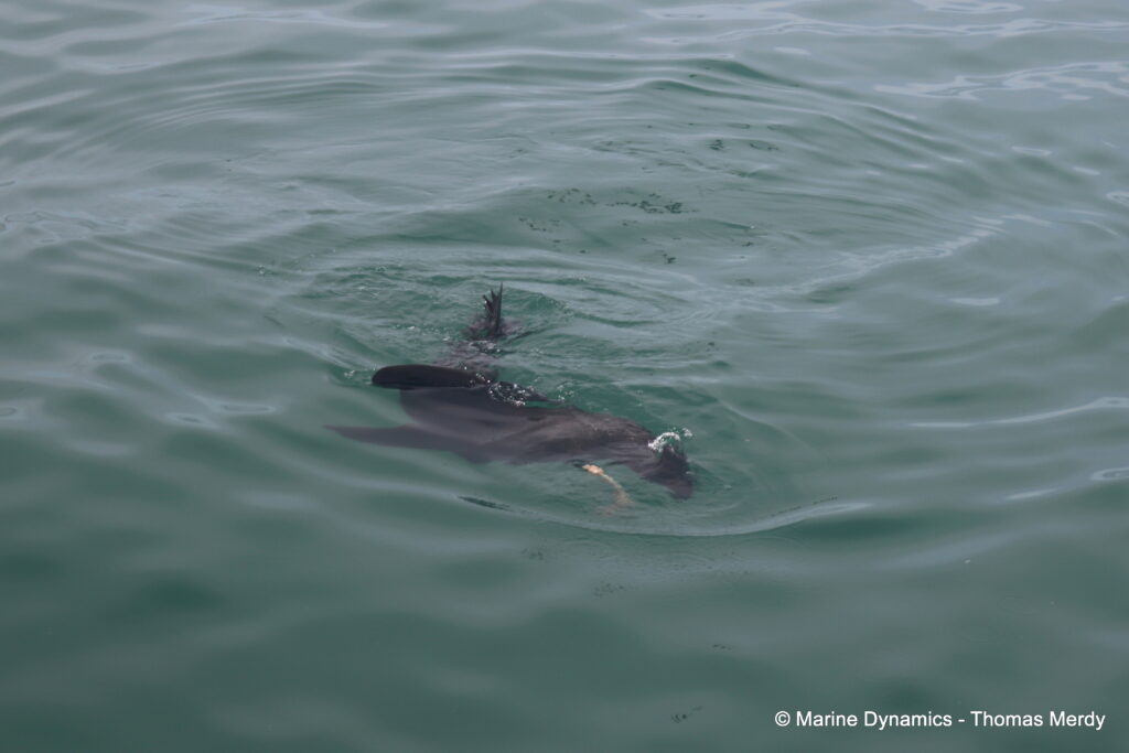 Shark cage diving, South Africa, Gansbaai