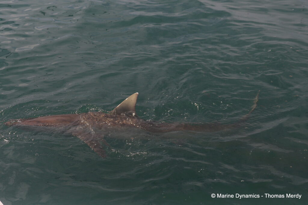 Shark cage diving, South Africa, Gansbaai