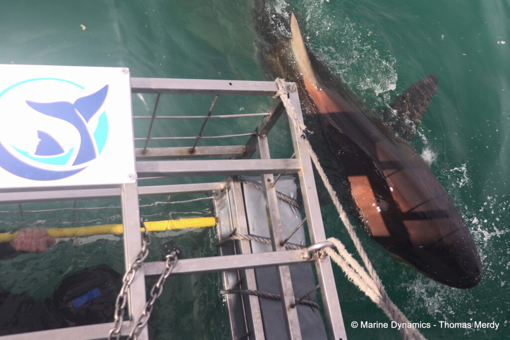 Shark cage diving, South Africa, Gansbaai
