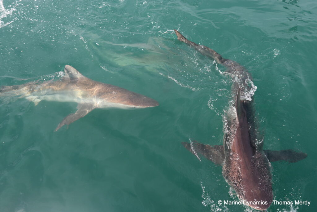 Shark cage diving, South Africa, Gansbaai