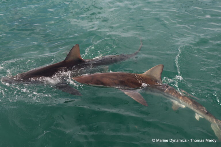 Shark cage diving, South Africa, Gansbaai