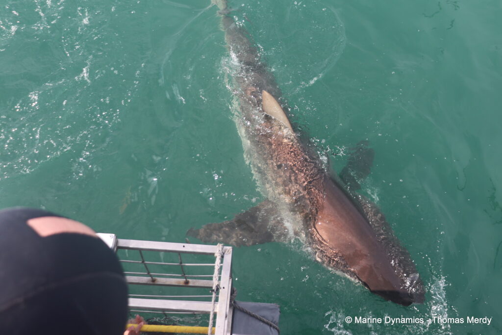 Shark cage diving, South Africa, Gansbaai